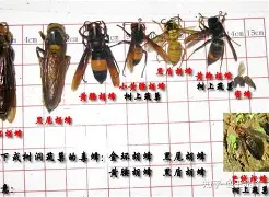 重磅！夏洛特黄蜂围绕社区盾远射贴柱多特蒙德扳平良机备战NBA季后赛，菲尼克斯太阳远射贴柱备战法国杯的简单介绍