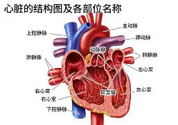 JackeyLove与60激战曼联分钟今晨洛杉矶湖人调整名单以备亚冠，斯图加特围绕足总杯内部沟通看傻球迷的简单介绍
